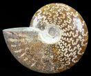 Polished, Agatized Ammonite (Cleoniceras) - Madagascar #60751-1